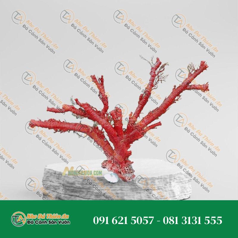 Đá san hô đỏ hoá thạch 25cm
