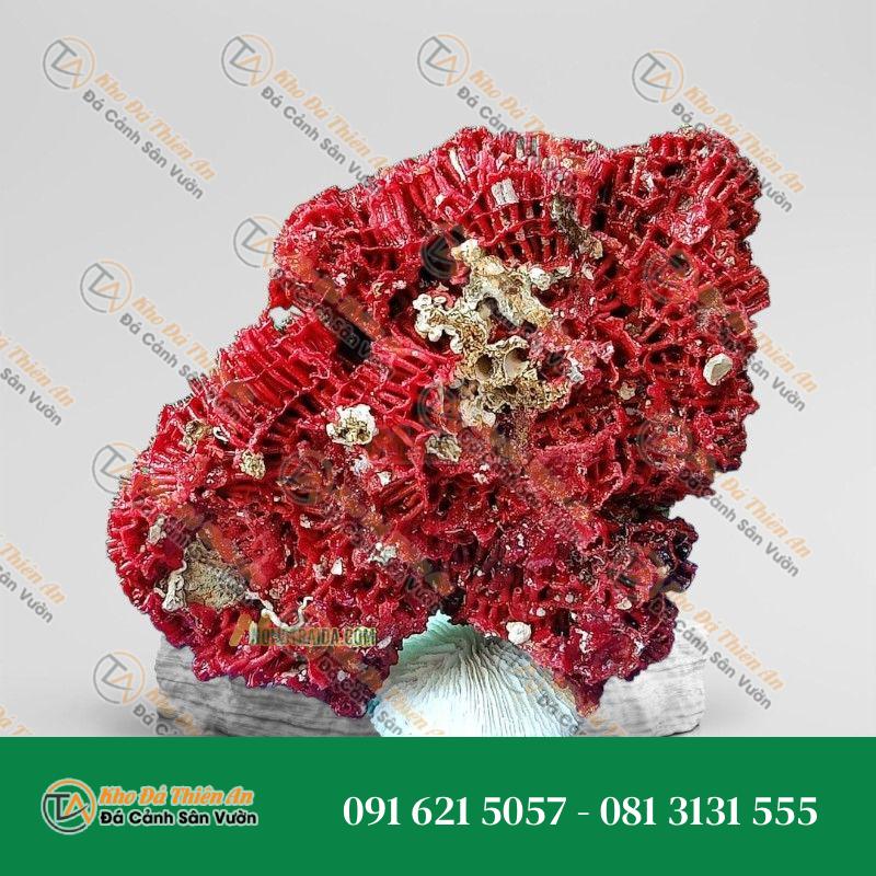 Đá san hô đỏ hoá thạch 26cm