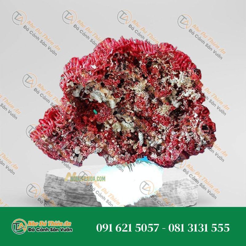 Đá san hô đỏ hoá thạch 27cm