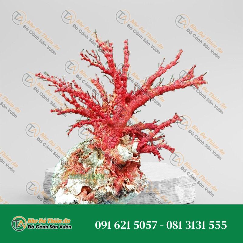 Đá san hô đỏ hoá thạch 29cm