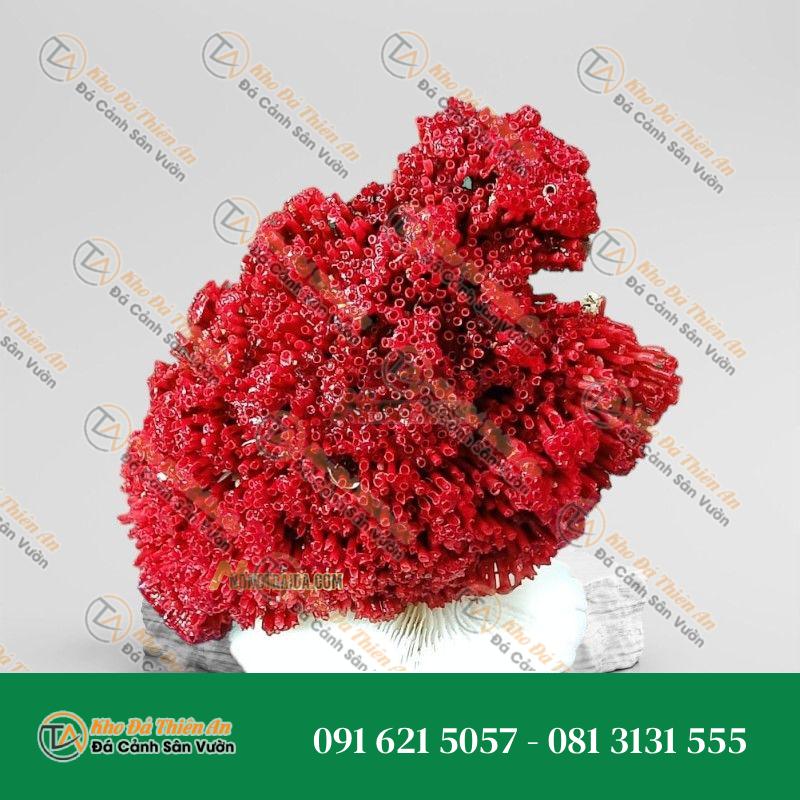 Đá san hô đỏ hoá thạch 31cm
