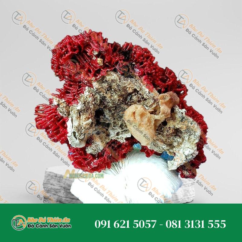 Đá san hô đỏ hoá thạch 32cm