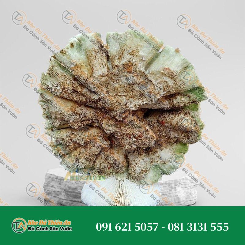 Đá san hô làm đồ trang sức 16x24cm