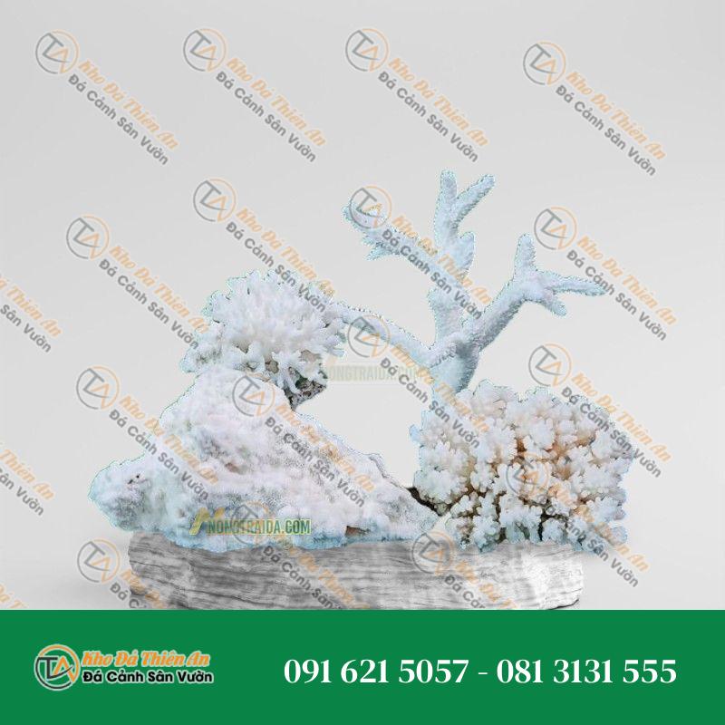 Đá san hô trắng 15x15cm