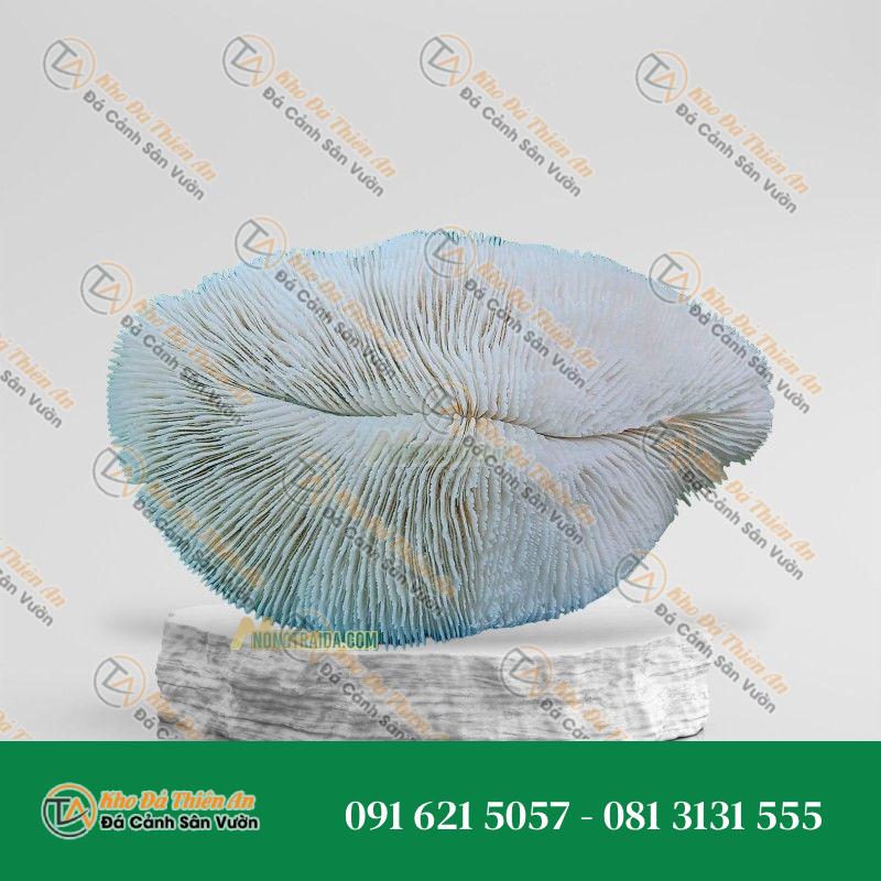 Đá san hô trắng 15x18cm