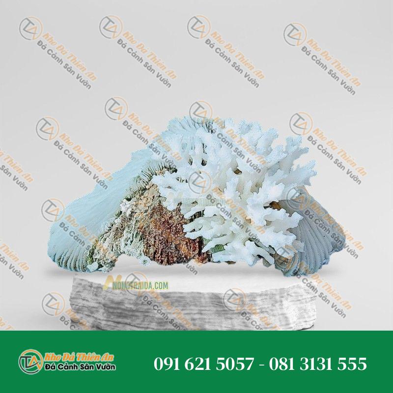 Đá san hô trắng 15x23cm