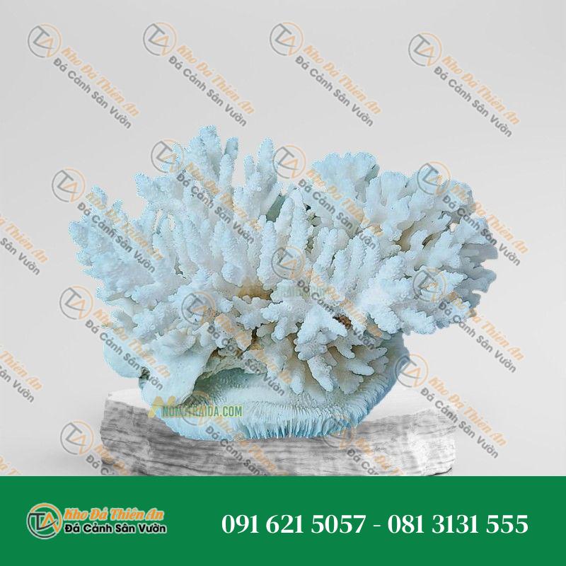 Đá san hô trắng 16x21cm