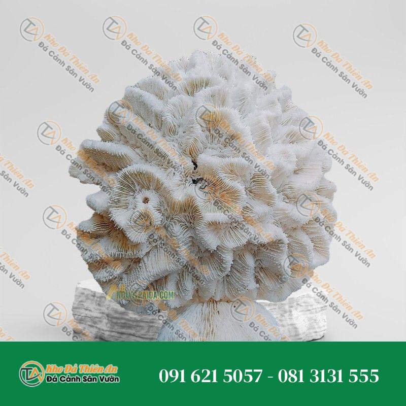 Đá san hô trắng 17x15cm