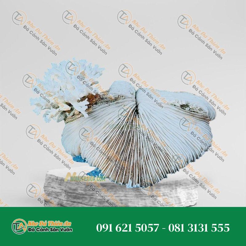 Đá san hô trắng 19x15cm