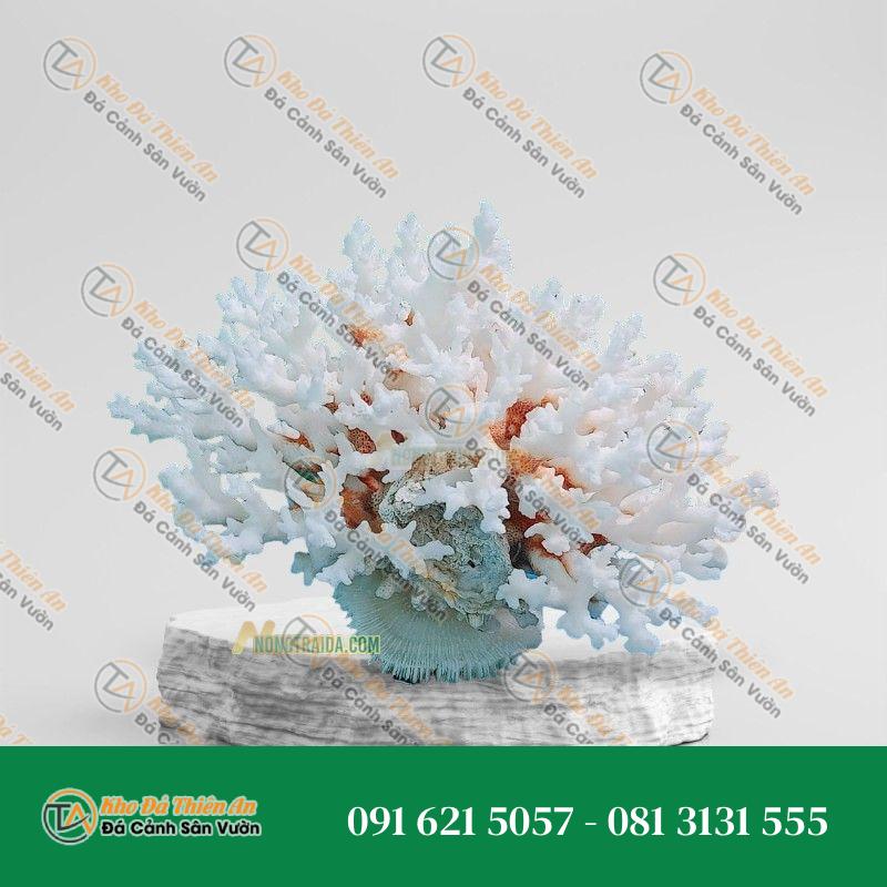 Đá san hô trắng 20x16cm