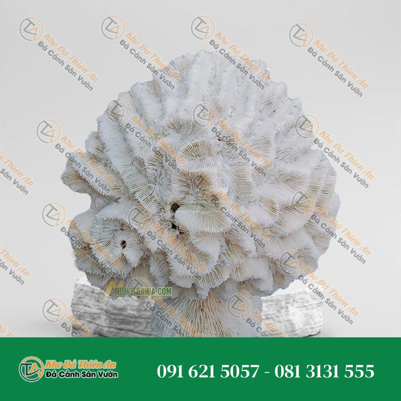 Đá san hô trắng 22x21cm