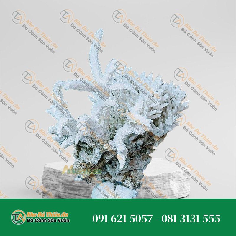 Đá san hô trắng 23x22cm
