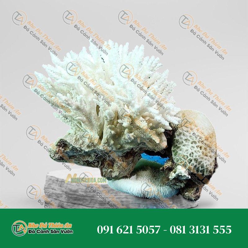 Đá san hô trắng 24x21cm