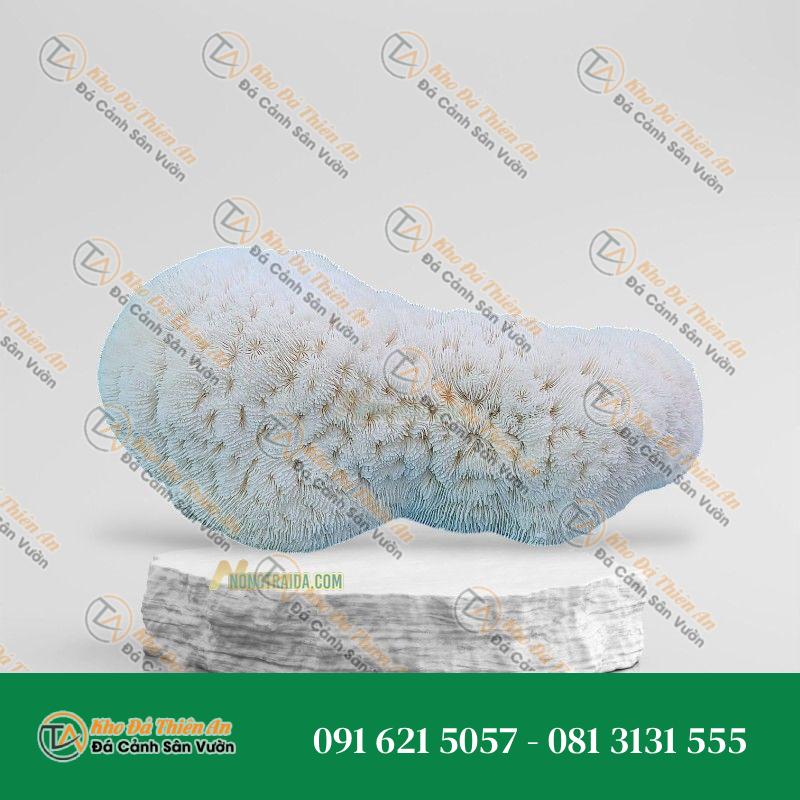 Đá san hô trắng 25x15cm