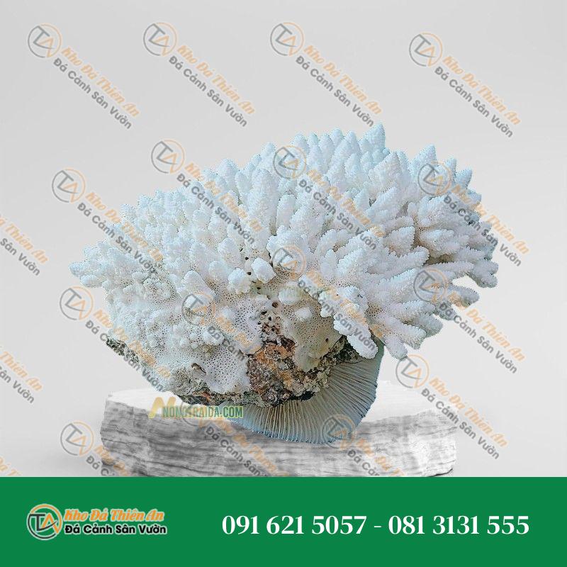 Đá san hô trắng 25x19cm