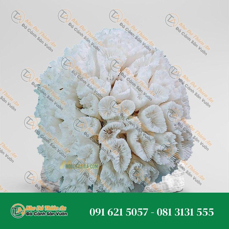 Đá san hô trắng 25x25cm