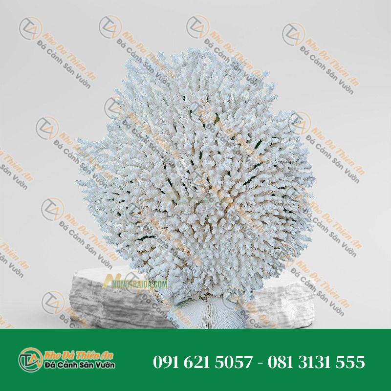 Đá san hô trang trí sân vườn 28x18cm
