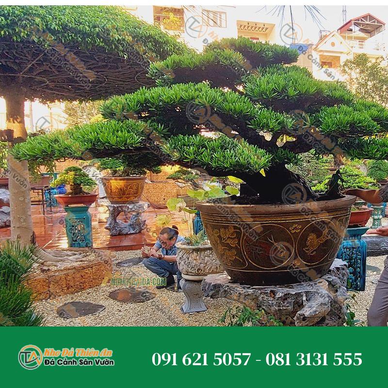 Đôn để cây cảnh đá nguyên khối 58x100x109cm
