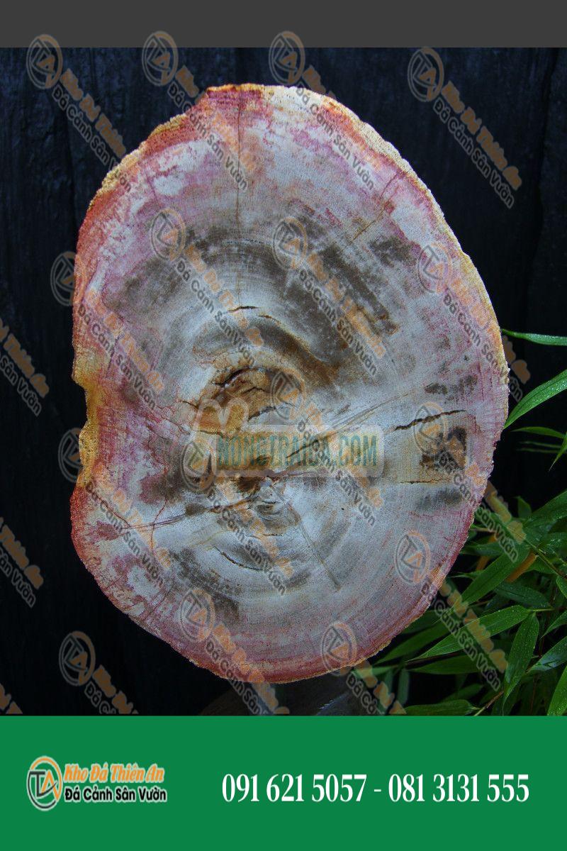 Gỗ hóa thạch Monolith đỏ